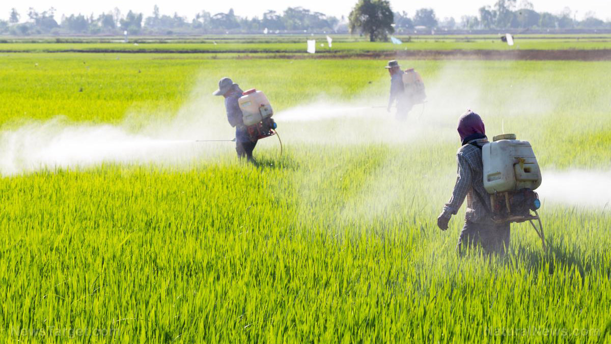 insecticides and pesticides for rice and corn